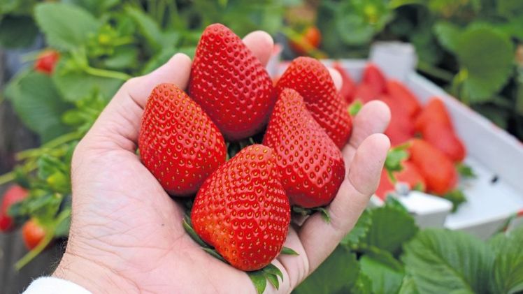 Erdbeeren von El Pinar. Bild: El Pinar.