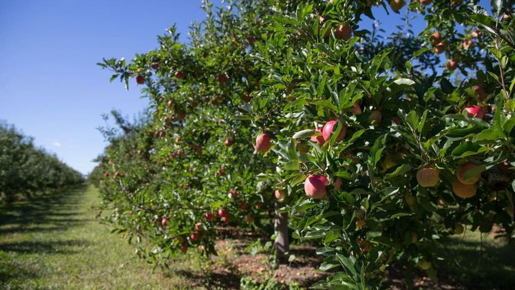 Der Apfelanbau bei T&T in Neuseeland. Bild: BayWa. 
