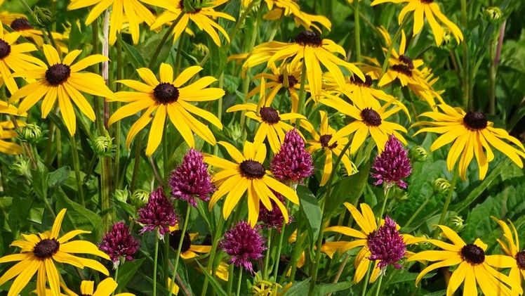Staude trifft Zwiebel: In voller Sonne und einem leicht feuchten, nährstoffreichen Boden entwickelt sich der Sonnenhut (Rudbeckia fulgida var. sullivantii) Jahr für Jahr wie von selbst zu einem Hingucker. Bild: GMH/Bettina Banse.