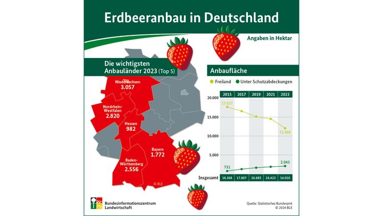Erdbeeranbau in Deutschland. Bild: BZfE.