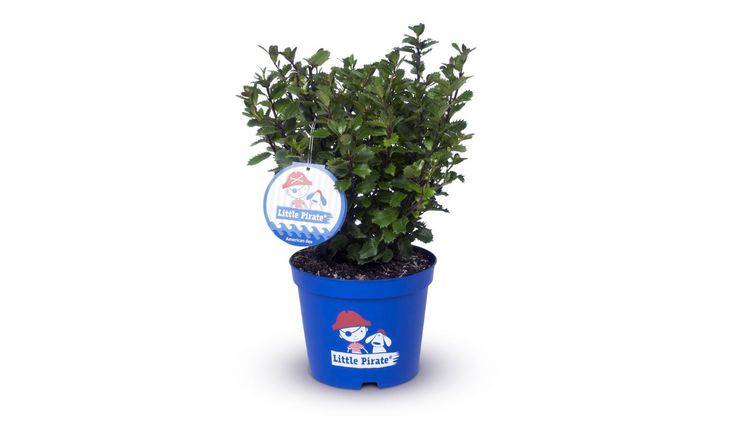 Ilex meserveae 'Little Pirate' ®. Bild: Helmers Baumschulen GmbH.