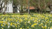 Ein späteres Mähen fördert die Blumenzwiebelbildung und stärkt die Biodiversität. Bild: Verver Export.