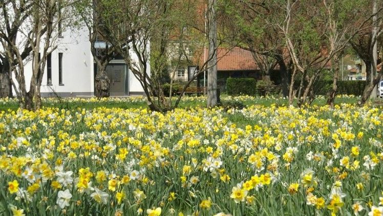 Ein späteres Mähen fördert die Blumenzwiebelbildung und stärkt die Biodiversität. Bild: Verver Export.