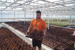 Die Produktion von Indoor-Sukkulenten bei Belgicactus. Bild: GABOT. Die Produktion von Indoor-Sukkulenten bei Belgicactus. Bild: GABOT.