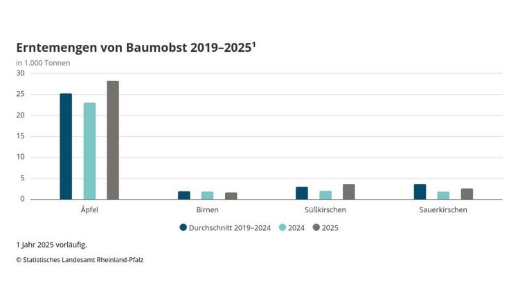 Erntemengen von Baumobst 2019-2025. Grafik: © Statistisches Landesamt Rheinland-Pfalz.
