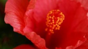 Hibiskus 'Kandy' ist eine der drei neuen Hibiskus-Sorten bei Kwekerij Groenhof. Bild: Decorum.