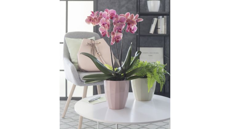 En vogue: Elegance von Scheurich. Bild: Scheurich.