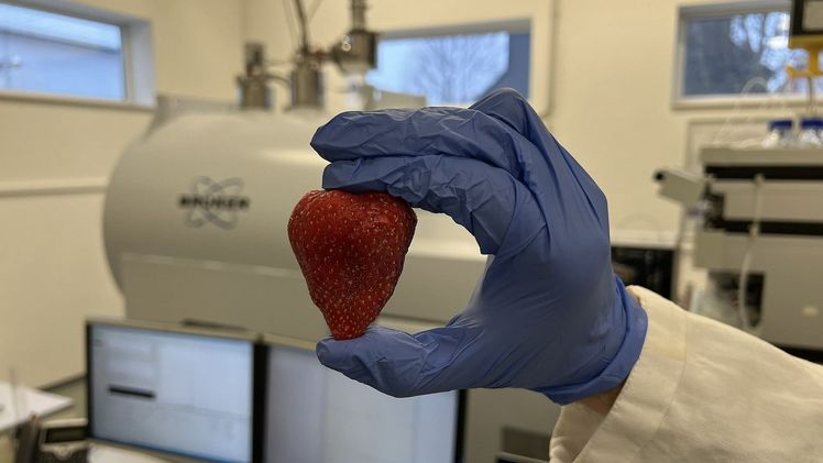 Unterschiedliche neuartige Erdbeersorten untersuchte das Team mit Hilfe eines ultrahochauflösenden Massenspektrometers. Foto: TU Bergakademie Freiberg / J. Zuber.