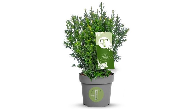 Packshot Taxus baccata 'Tiny T'. Bild: 'Tiny T'. Packshot Taxus baccata 'Tiny T'. Bild: 'Tiny T'.