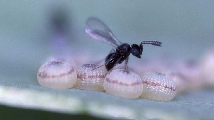 Eine Vertreterin der Scelionidae parasitiert die Eier eines Eulenfalters. Bild: Siegfried Keller.