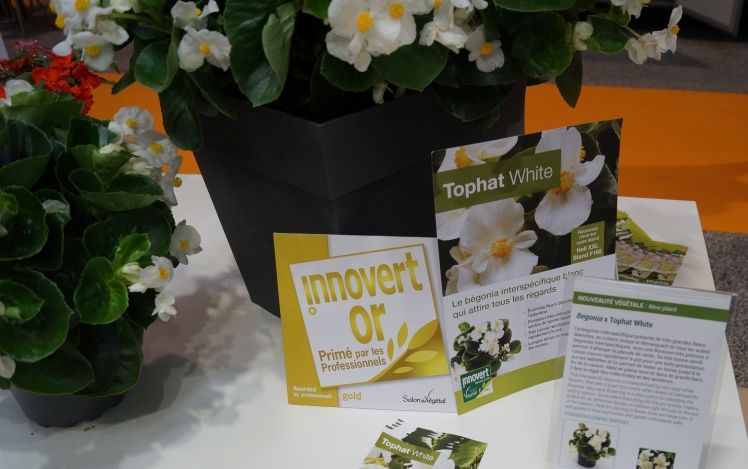 Die Begonie x Tophat Weiß von Syngenta Floripro Services gewann die oldmedaille. Bild: GABOT.