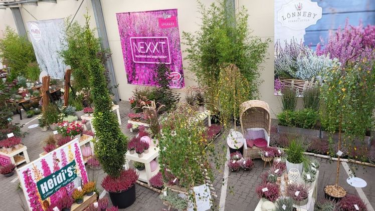 Die Neuheiten-Messe Heidelights ist aus diesem Grund ein Muss für alle, die in der Heidewelt unterwegs und zu Hause sind. Bild: Gardengirls®.