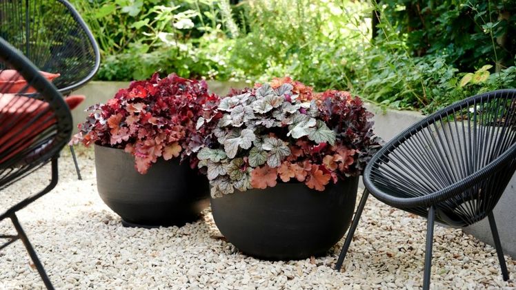 Herbstliche Stimmung mit Heuchera. Bild: Pflanzenfreude.de.