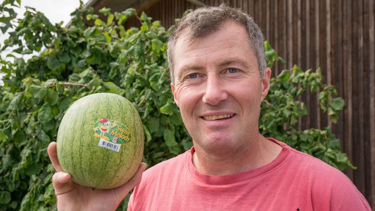 Landwirt Christian Weber baut seit acht Jahren Wassermelonen an. Bild: David Eppenberger.