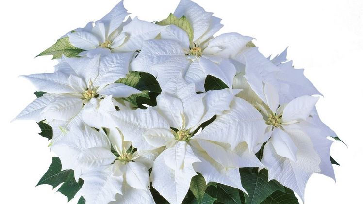 'Alaska' ist die reinweiße Sorte aus der Lazzeri-Genetik. Bild: Lazzeri.