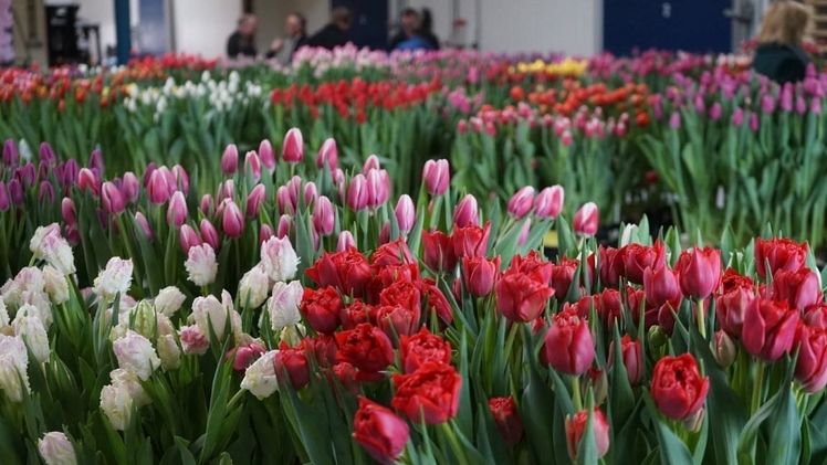 An der fünften Ausgabe des Tulip Trade Events nehmen 13 Betriebe teil. Bild: Tulip Trade Event.