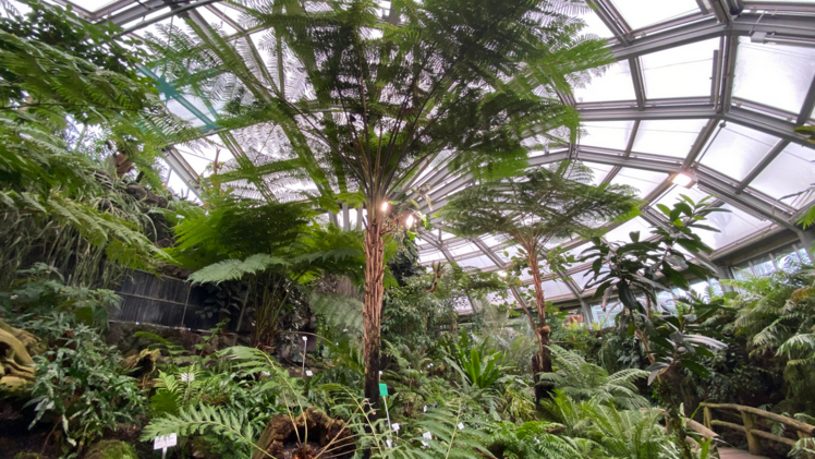 Farnhaus im Botanischen Garten Berlin - Farne zählen zu den ältesten Landpflanzen der Welt, viele sehen heute noch so aus wie zur Zeit ihres Ursprungs vor rund 400 Mio. Jahren. Bild: © Botanischer Garten Berlin, Sebastian Treu.