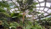 Farnhaus im Botanischen Garten Berlin - Farne zählen zu den ältesten Landpflanzen der Welt, viele sehen heute noch so aus wie zur Zeit ihres Ursprungs vor rund 400 Mio. Jahren. Bild: © Botanischer Garten Berlin, Sebastian Treu.