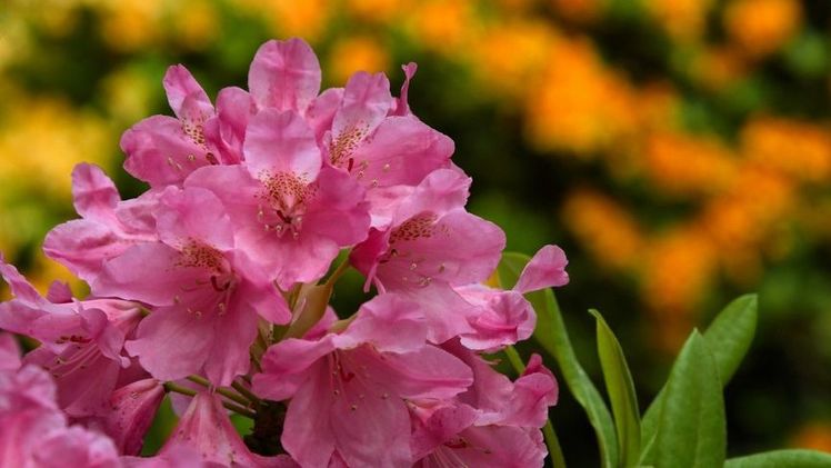 In den buntesten Farben zeigen die die Rhododendronblüten im Park der Gärten. Bild: Hans Jürgen Zietz/Park der Gärten.