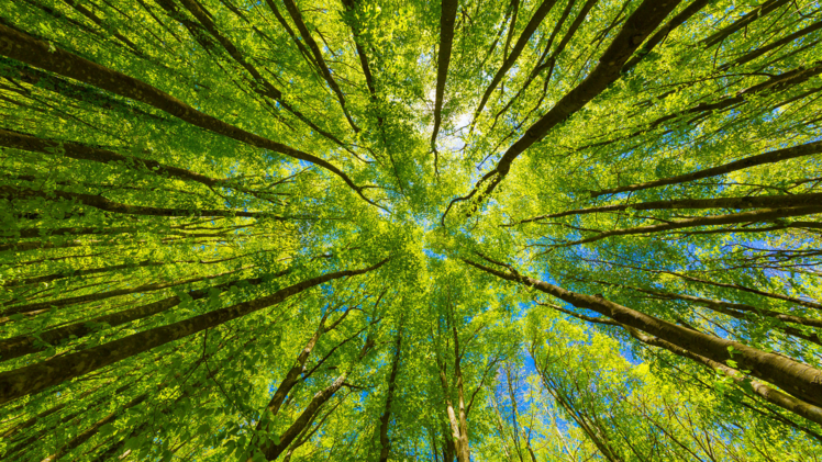 Die 16. Internationalen Fachtage Ökologische Pflege beschäftigen sich mit nachhaltigen Konzepten für eine grüne Zukunft. Bild: Natur im Garten.