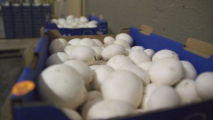 Gut 8.000 Tonnen Champignons werden in der Schweiz jährlich produziert. Bild: ji. 