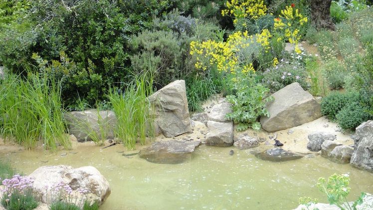 Ein wilder Garten: Der Natur gekonnt nachempfunden bietet er Lebensraum für heimische Pflanzen und Tiere. Foto: elegrass.