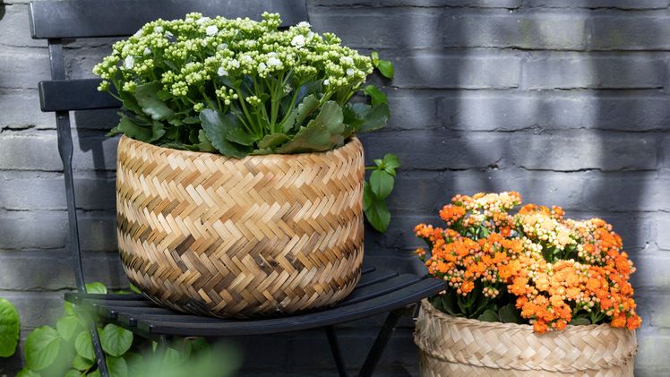 Die meisten Menschen wünschen sich für ihren Balkon oder die Terrasse eine Bepflanzung, die möglichst pflegeleicht ist und lange blüht. Da sind die niedlichen, 15 bis 30 Zentimeter großen Kalanchoë Garden genau richtig. Bild: GPP. Die meisten Menschen wünschen sich für ihren Balkon oder die Terrasse eine Bepflanzung, die möglichst pflegeleicht ist und lange blüht. Da sind die niedlichen, 15 bis 30 Zentimeter großen Kalanchoë Garden genau richtig. Bild: GPP.