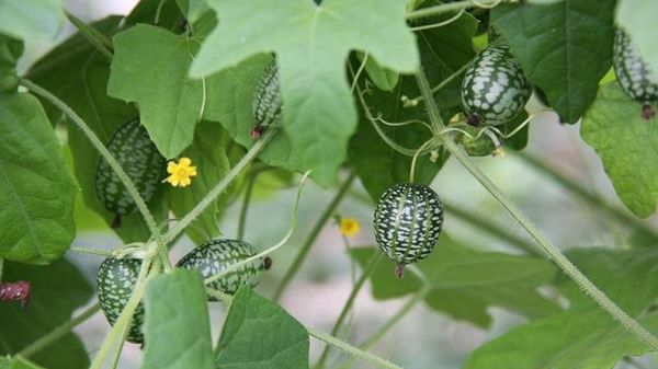 Bio-Gemüse von Arche Noah bei bellaflora