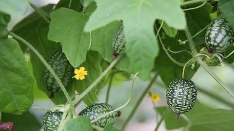 NL: Immer mehr Gemüse unter Glas
