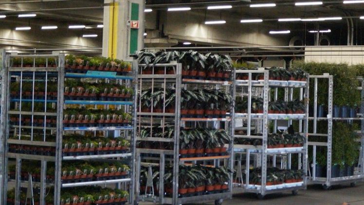Pflanzen sollen bei Royal FloraHolland bis Ende 2024 zentral versteigert werden. Bild: GABOT.