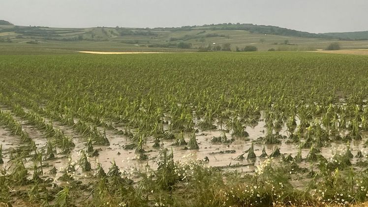 Hagel in Mailberg (NÖ) am 24.06.2021. Bild: Österreichische Hagelversicherung. 