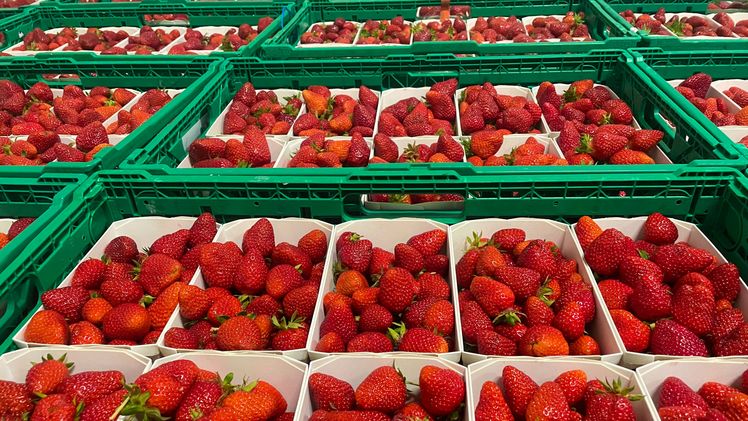 1000 Tonnen Erdbeeren werden wöchentlich während der Haupterntezeit geerntet. Diese dauert drei Wochen. Bild: lid.ch.