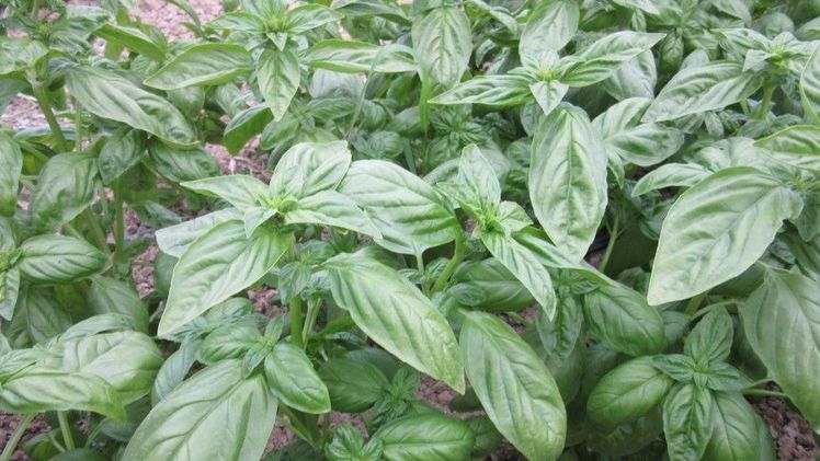 Die neue Basilikumsorte Garibaldi ist besonders widerstandfähig. Bild: CORA Seeds.