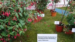 Deutsche Fuchsien-Gesellschaft e.V. - Freundeskreis Berlin-Brandenburg