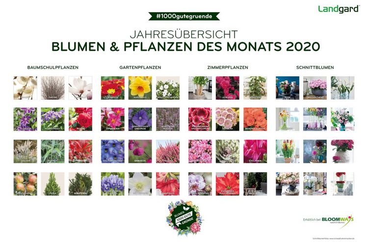 Übersicht der Pflanzen des Monats 2020. Bild: Landgard.