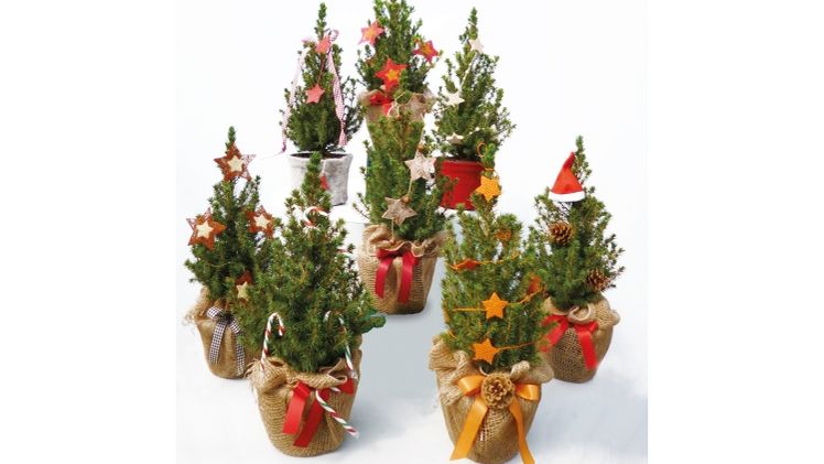 Weihnachtliche Produktaufwertung von Lüers Pflanzenhandel. Bild: Lüers. 