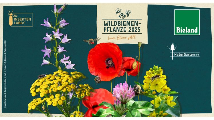 Was wird die Wildbienenpflanze des Jahres 2025? Bild: Bioland. 