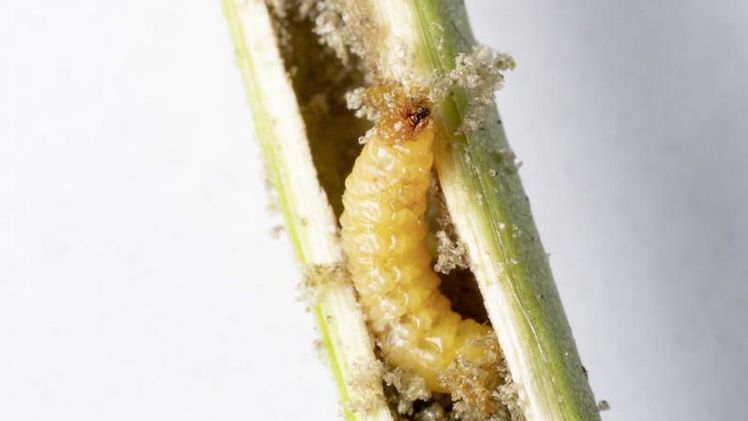 Die Larve des Rüsselkäfers Trichobaris mucorea im Stängel einer Nicotiana attenuata Pflanze. Bild. Anna Schroll.