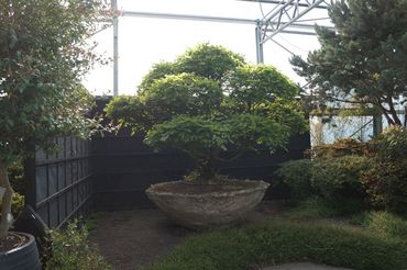 Bei Solitair wächst jede Pflanzen in ihrer eigenen Identität und Einzigartigkeit. Bild: GABOT.