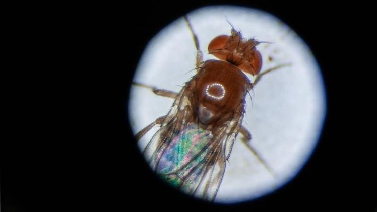 Die Fruchtfliege Drosophila melanogaster unter dem Mikroskop. Bild: Frank Vinken, 2020.