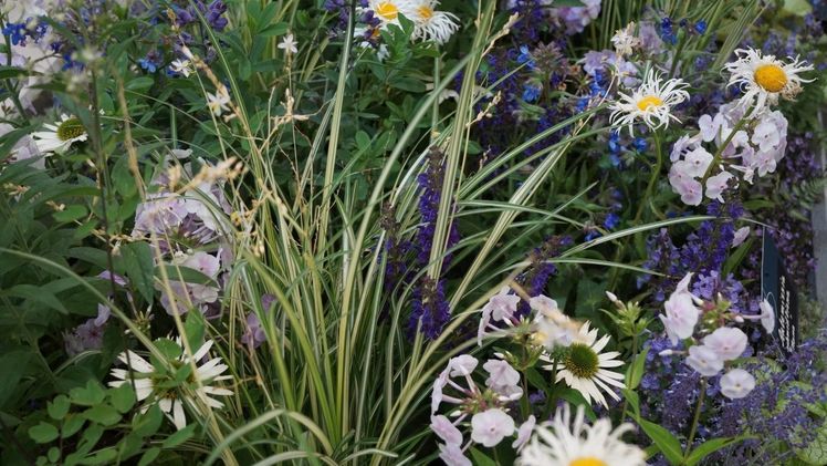 Staudenmischungen leisten einen Beitrag zur dauerhaften Begrünung. Bild: GABOT.