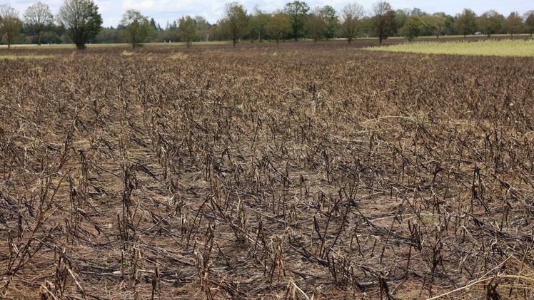 Zerstörte Ackerbohnen. Bild: Vereinigte Hagel. 