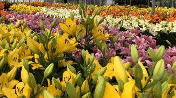 Die Dutch Lily Days ziehen jährlich Tausende von Besuchern aus nah und fern an. Bild: Dutch Lily Days.