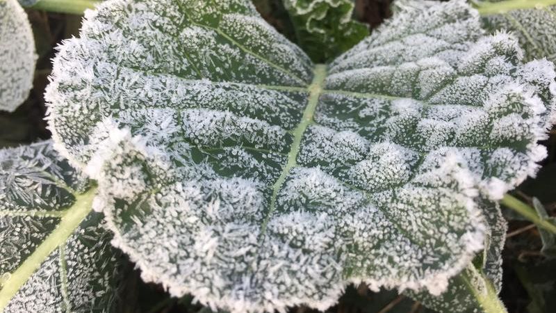 Wisssenschaft: Warum die Grnkohlzeit erst nach dem ersten Frost beginnt |  Gabot.de