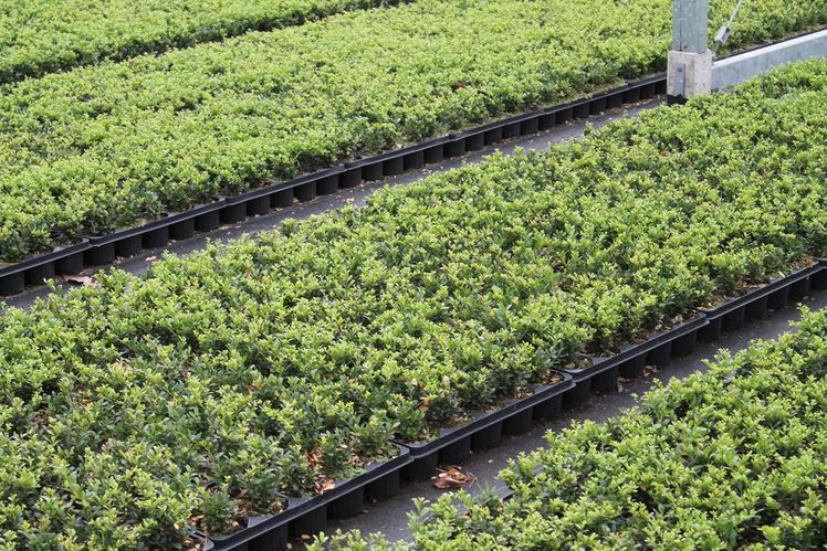Ilex crenata ist eines der Produkte von Plant Select. Bild: GABOT.