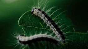 Ab dem 3. Larvenstadium bilden die Raupen die reizend wirkenden Brennhaare aus, aus diesem Grund ist das akute Risiko für den Menschen während der Raupenfraßzeit am größten. Bild: Lukas Beule.