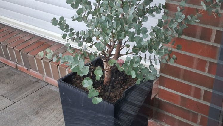 Das Überwintern von Pflanzen auf der Terrasse - unter schützendem Glas. Bild: GABOT.
