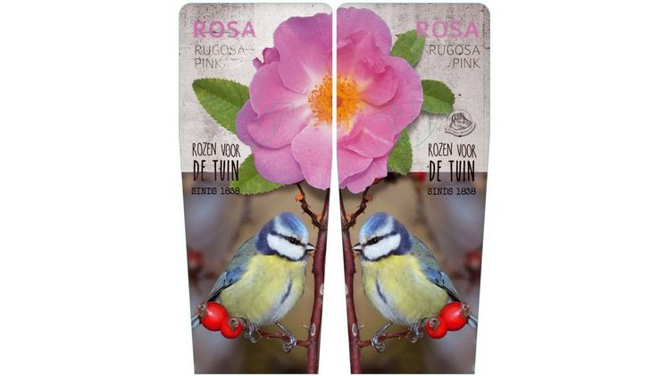 Nordic Roses: Bild: Gebr. Seuren Kwekerijen.