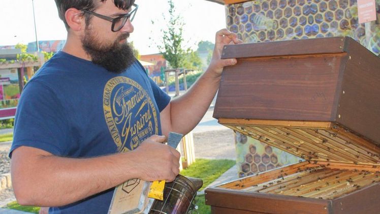 Klopf-Klopf: Statt der traditionellen Imkerpfeife, die früher mit Atemluft betrieben wurde, kommt heute der Smoker als ganz besonderer Türöffner zum Einsatz. Imker Marius Jordan setzt den Rauch ein, um die Tiere zurückzudrängen. Bild: © LWG Veitshöchheim.