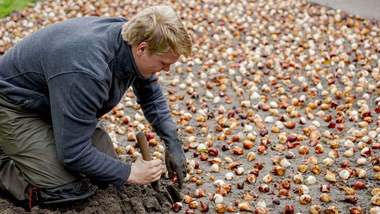 Das Pflanzen von Blumenzwiebeln ist eine präzise Arbeit. Bild: Keukenhof.